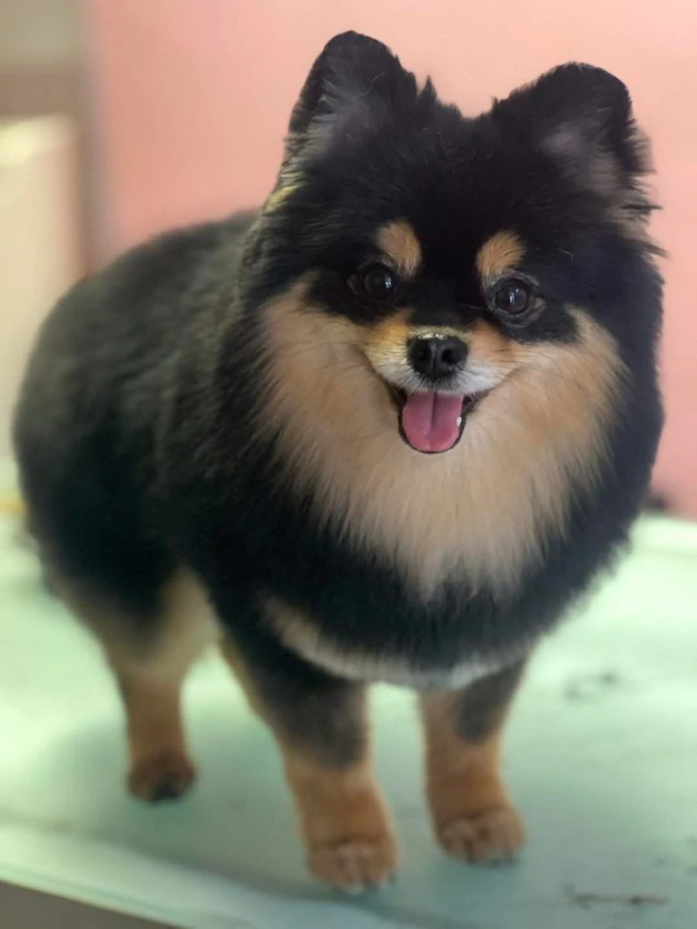 Груминг салон "Happy dog" — фото 4