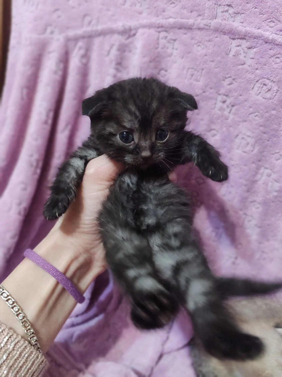 Чорний дим теббі Шотландський висловухий