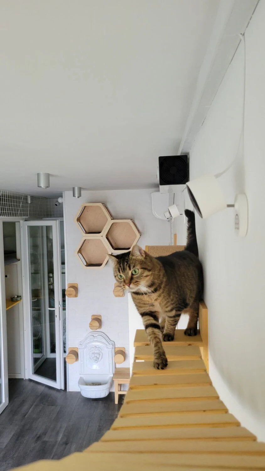 Зооготель для котів "Cat Hub" — фото 5