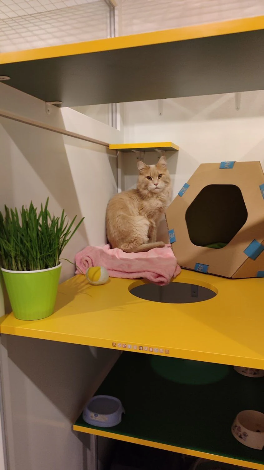 Зооготель для котів "Cat Hub" — фото 3
