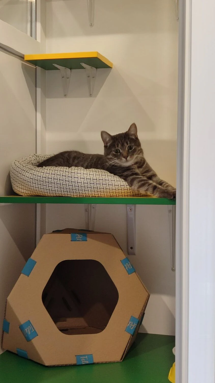 Зооготель для котів "Cat Hub" — фото 4