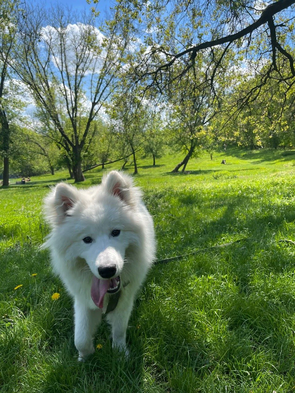 Школа дресирування "Volya Dog Training" — фото 4