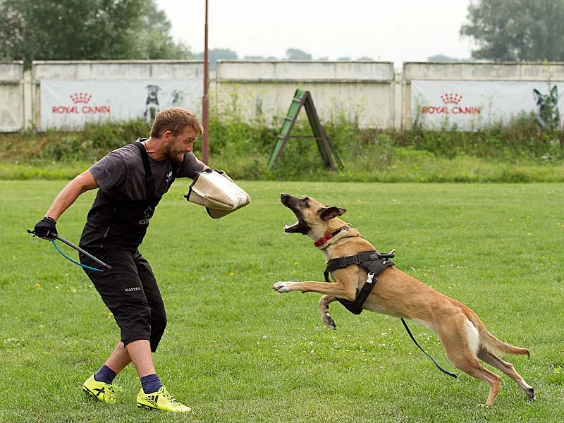 Школа дресирування "Volya Dog Training" — фото 2