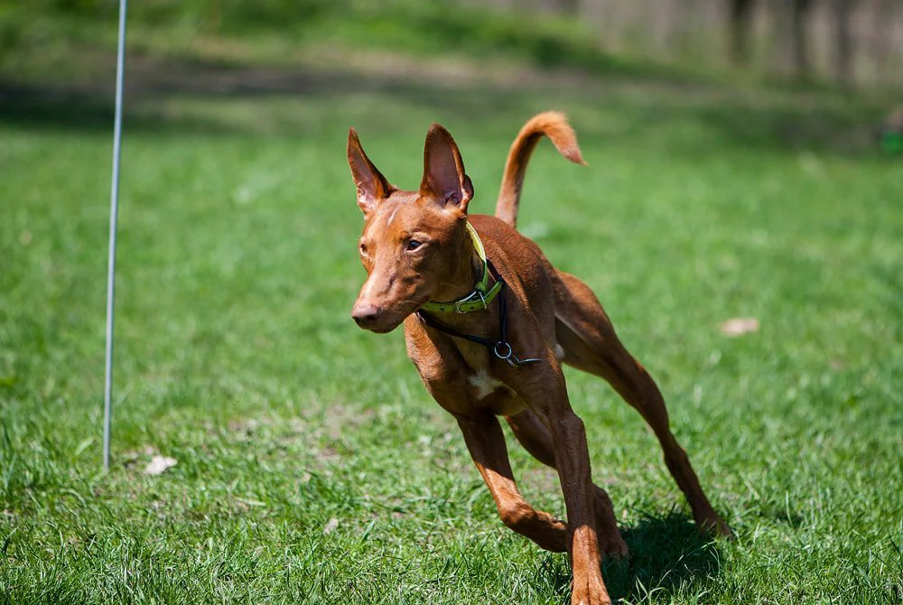 Школа дресирування "Volya Dog Training" — фото 5