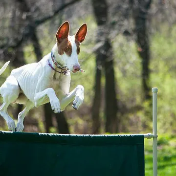 Фото бізнесу Школа дресирування "Volya Dog Training"