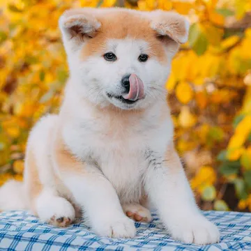 Фото бізнесу Розплідник собак "Mendelred Kennel"