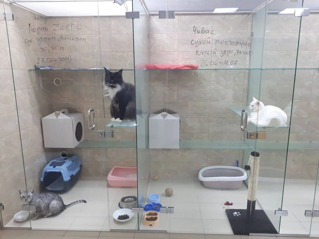 Готель для котів «КАЗКА» — фото 4