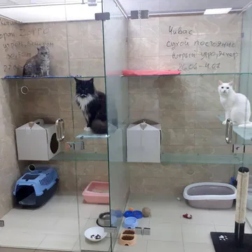 Фото бізнесу Готель для котів «КАЗКА»
