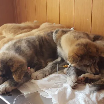 Фото бізнесу Ветеринарна клініка "Vet.Praxis"