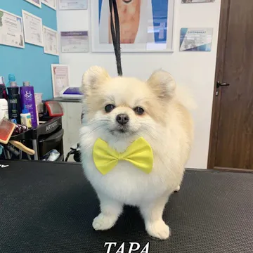 Фото бізнесу Груминг салон "Fashion Dogs"