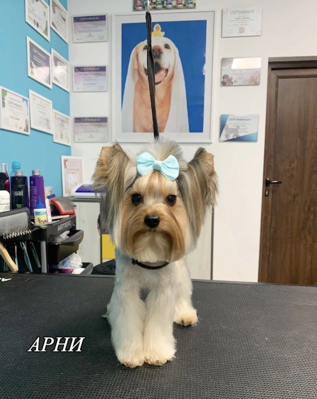 Груминг салон "Fashion Dogs" — фото 4