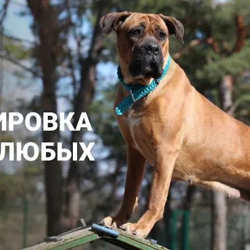 Фото бізнесу Кінологічний центр "Oskal"