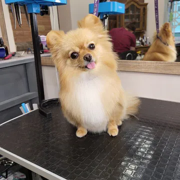 Фото бізнесу Грумінг-салон "Pet groom"
