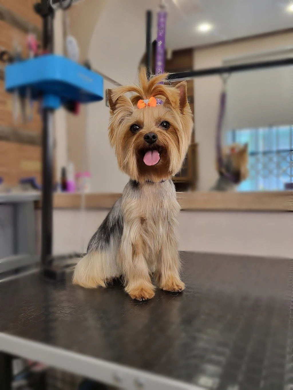 Грумінг-салон "Pet groom" — фото 2