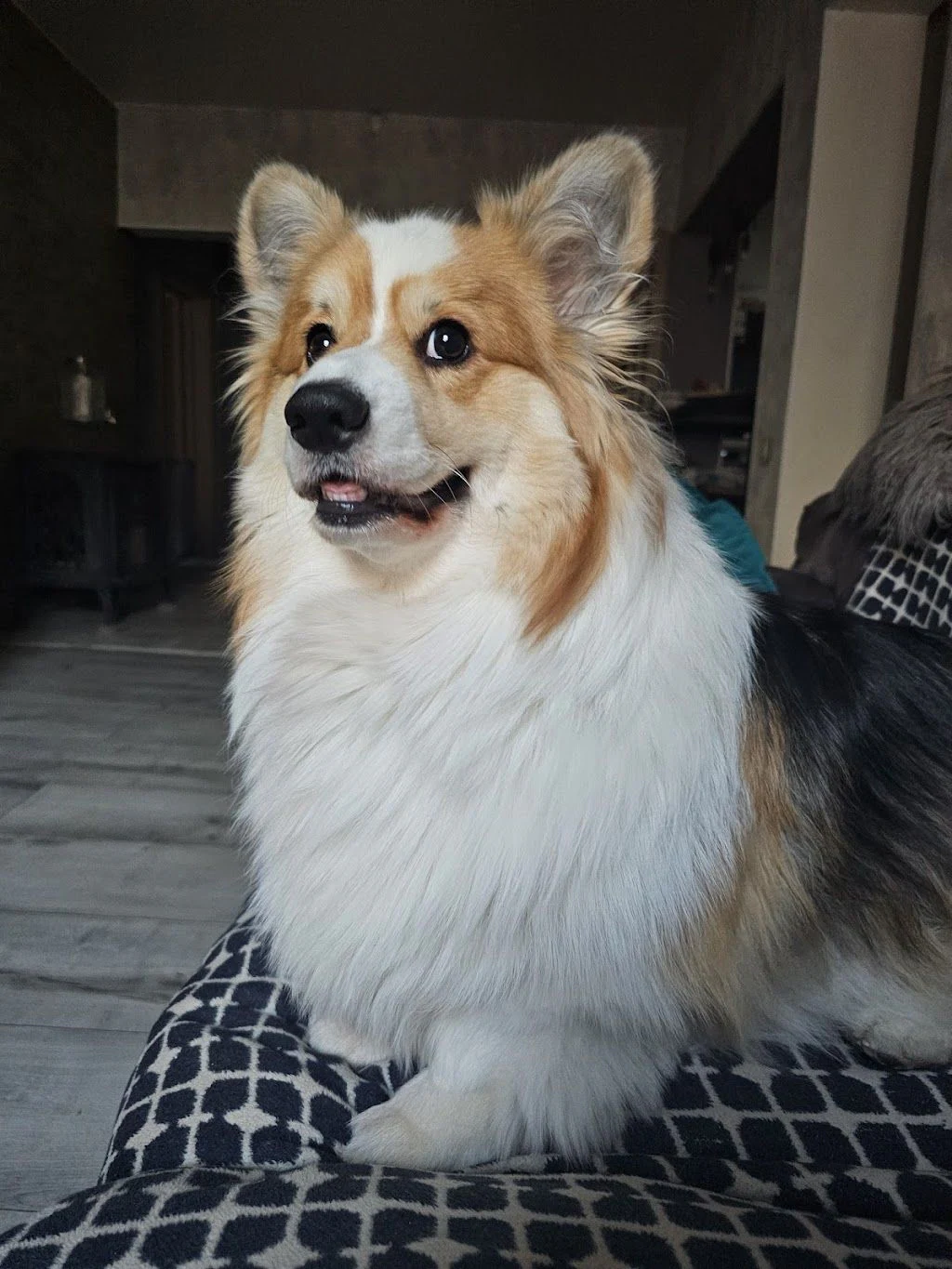 Грумінг-салон "Pet groom" — фото 4