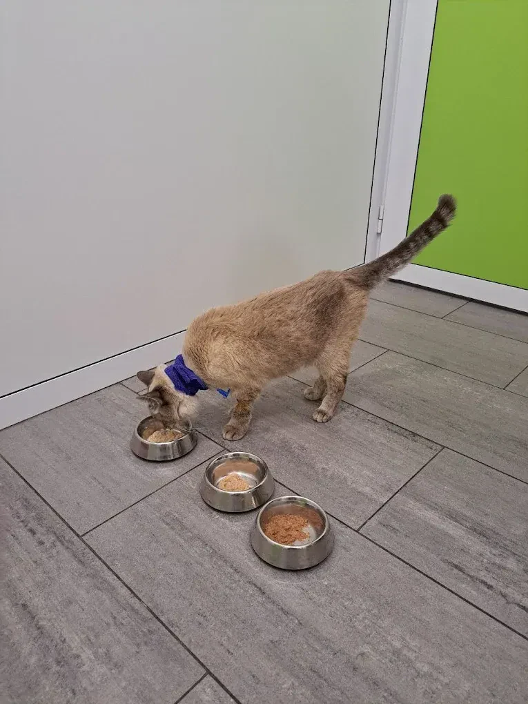 Ветеринарна клініка "Animal Hospital" — фото 10