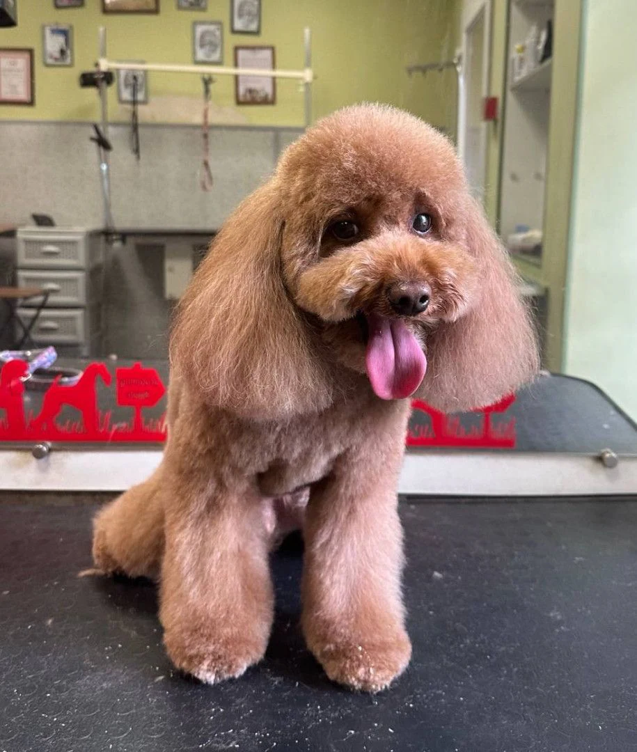 Грумінг салон "PROFI GROOM" — фото 4