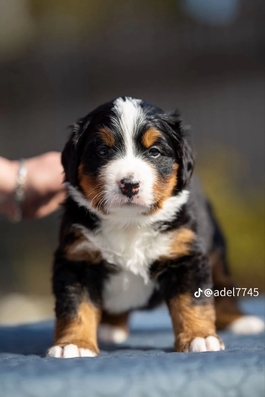 Розплідник Бернських Зенненхундів «Bonita Family» — фото 12