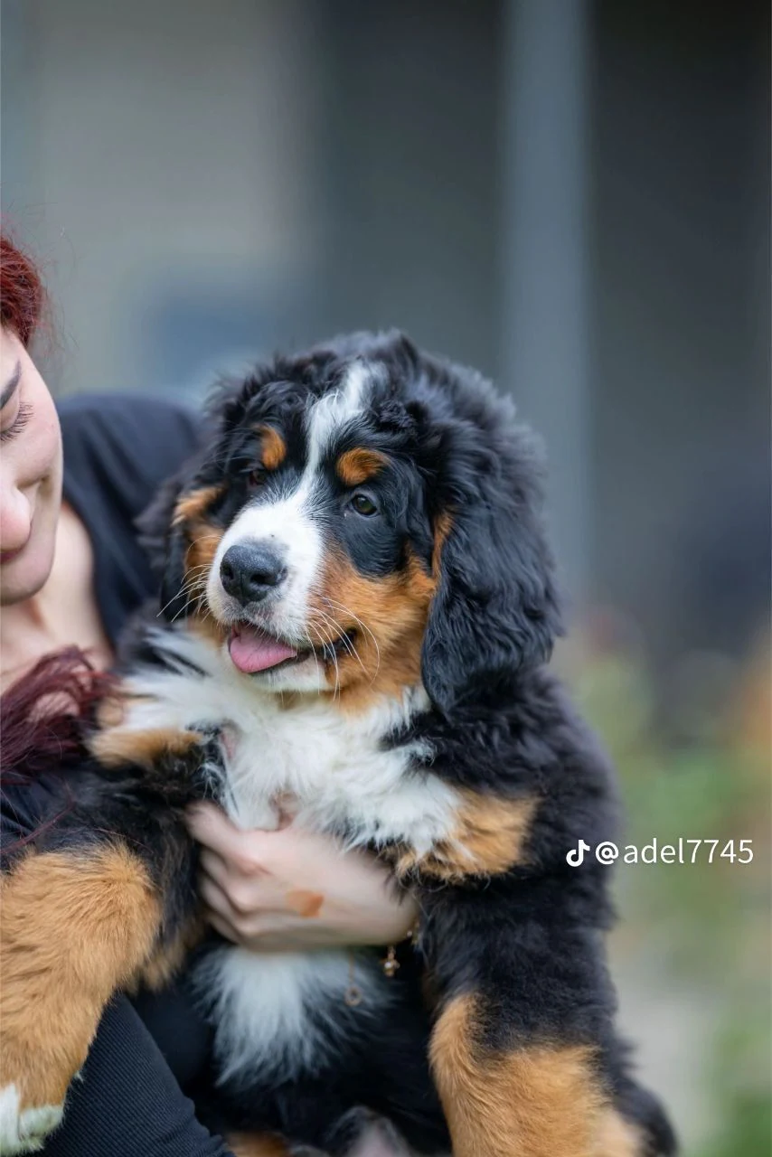 Розплідник Бернських Зенненхундів «Bonita Family» — фото 4