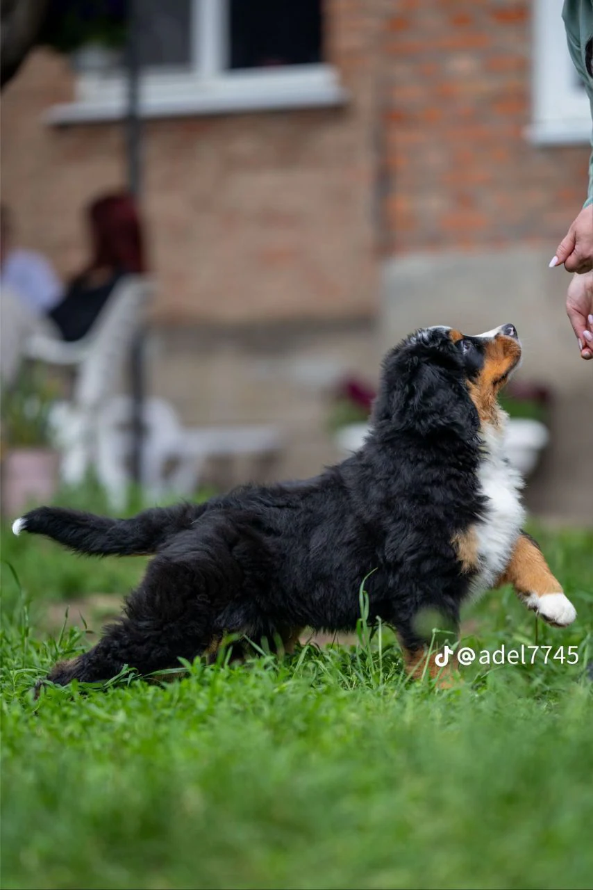 Розплідник Бернських Зенненхундів «Bonita Family» — фото 9