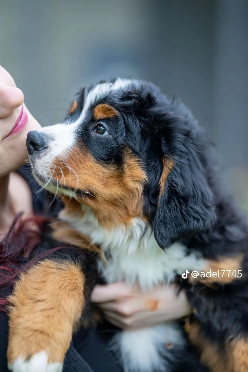 Розплідник Бернських Зенненхундів «Bonita Family» — фото 13