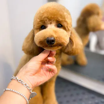 Фото бізнесу Грумінг та Зоотовари "Charlie&Woof"