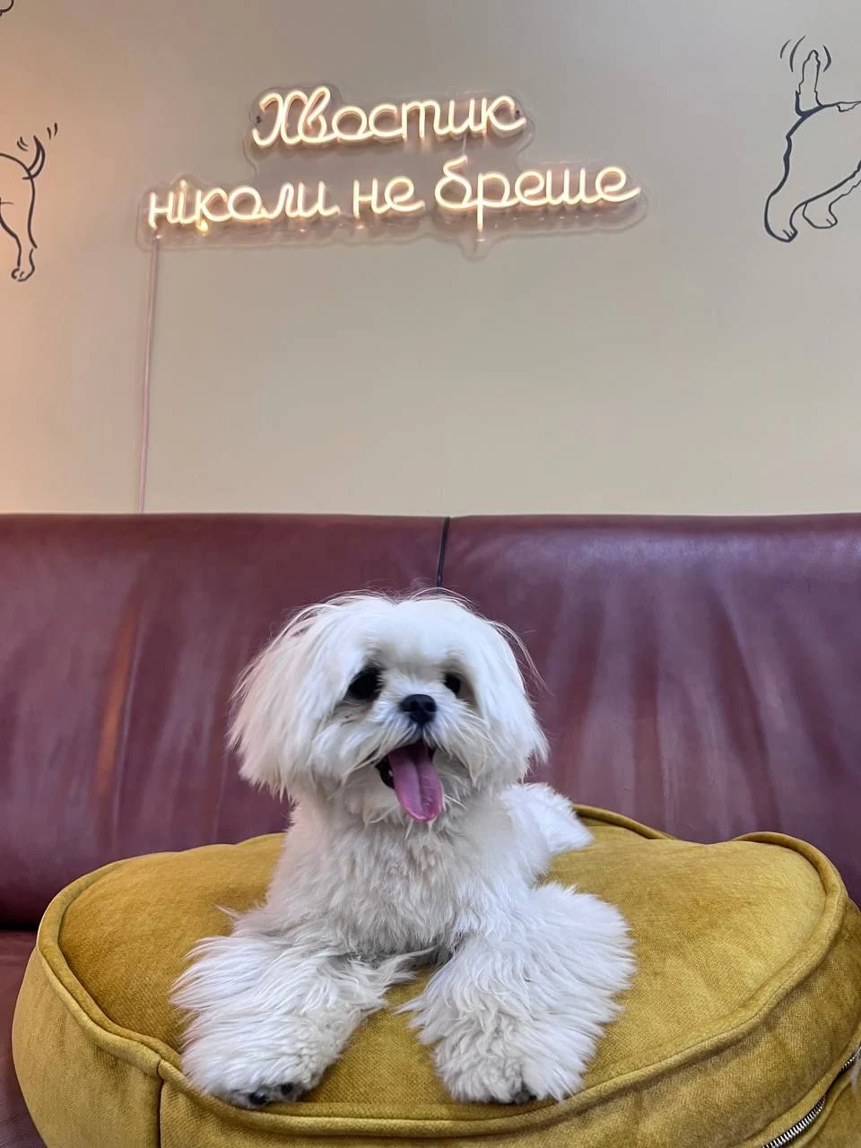 Грумінг та Зоотовари "Charlie&Woof" — фото 5