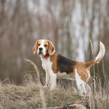 Фото бізнесу Розплідник собак "Great Beagle Kennel"