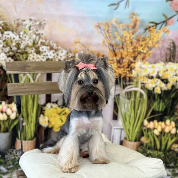 Фото бізнесу Груминг Салон - "Bubbles Dog Grooming"