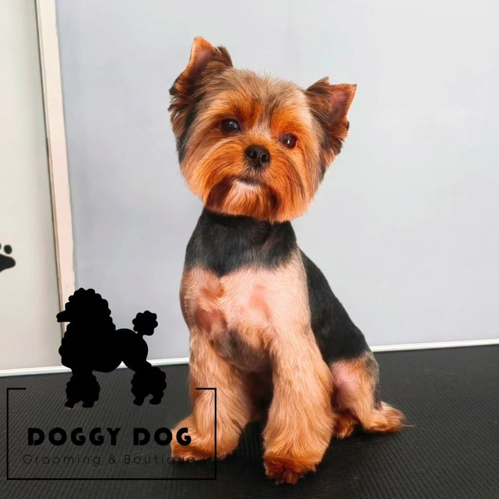 Груминг студио & Бутик "Doggy Dog" — фото 5