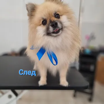 Фото бізнесу Груминг салон "Doggy"