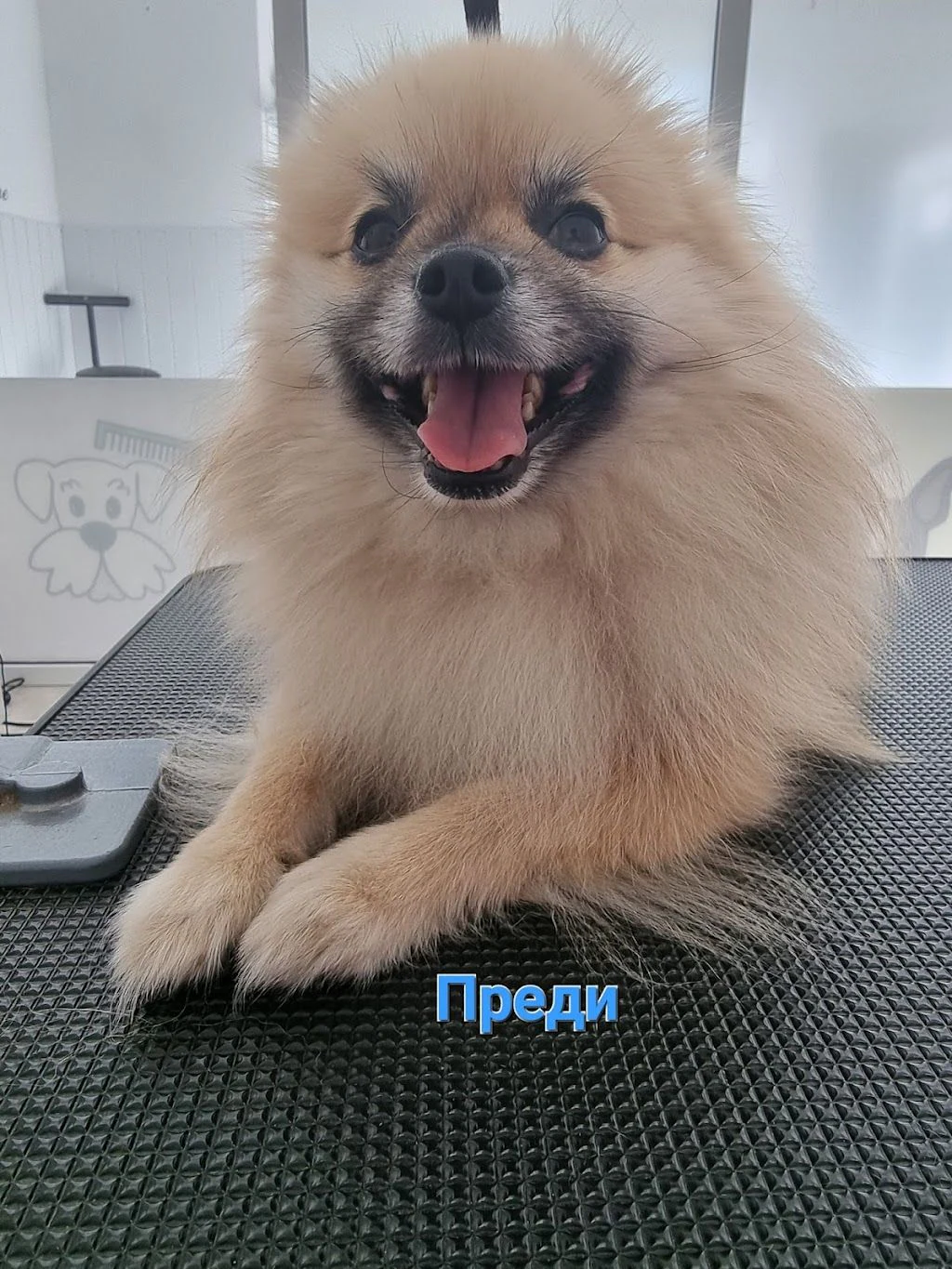 Груминг салон "Doggy" — фото 3