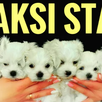 Фото бізнесу Розплідник "Maksi Star"