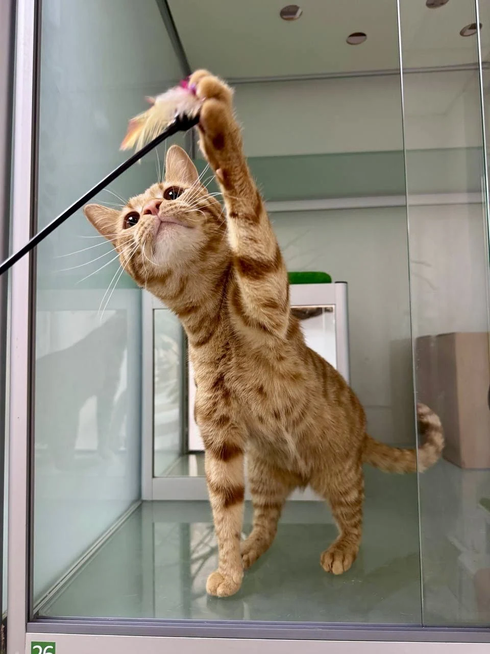 Кототель "Мир Мяу" — фото 5