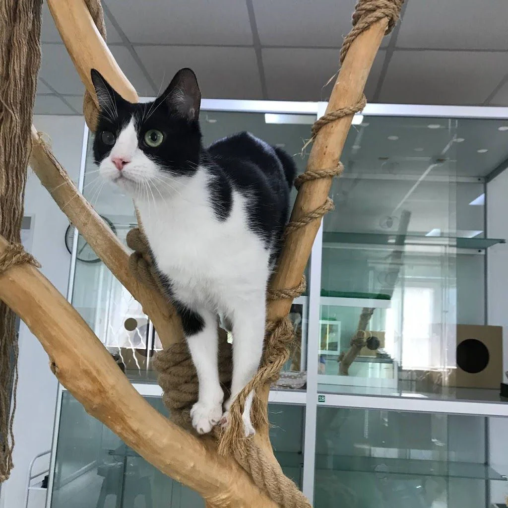Кототель "Мир Мяу" — фото 2
