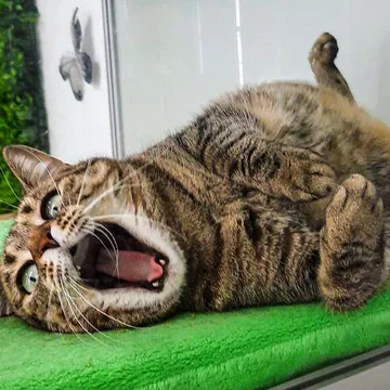 Фото бізнесу Кототель "Мир Мяу"