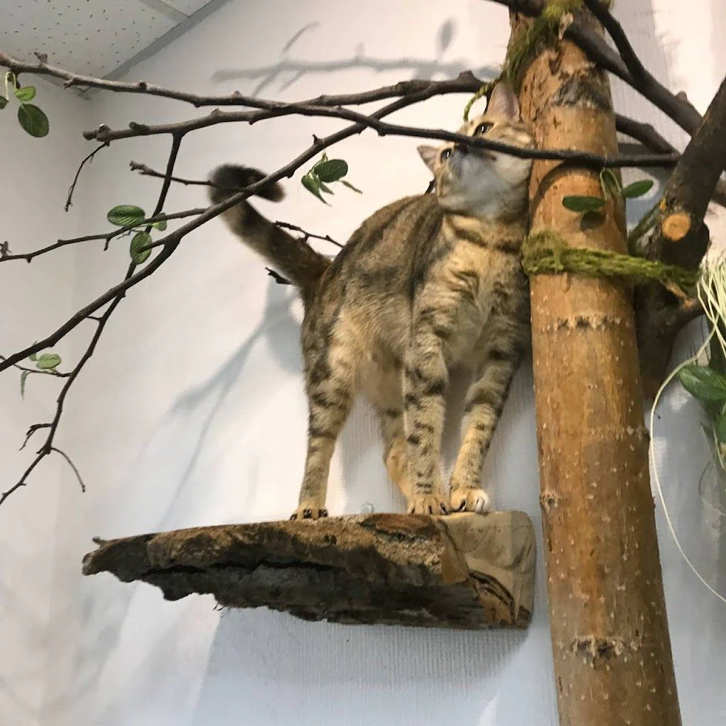 Кототель "Мир Мяу" — фото 4