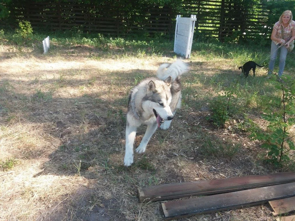Кінологічний клуб "Empire Dog" — фото 2
