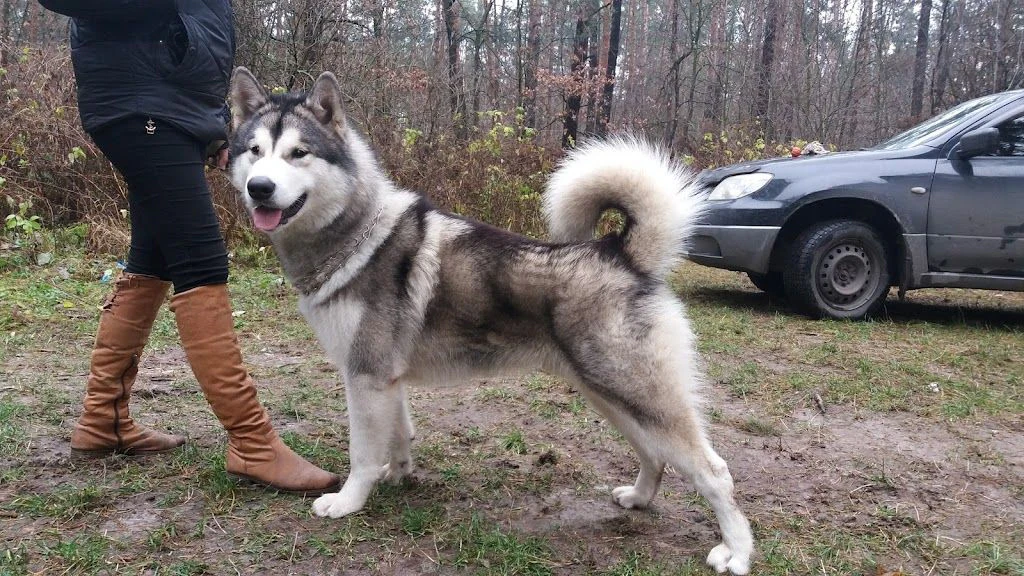 Кінологічний клуб "Empire Dog" — фото 3