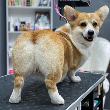 Фото бізнесу Грумінг-салон "ZooGrooming"