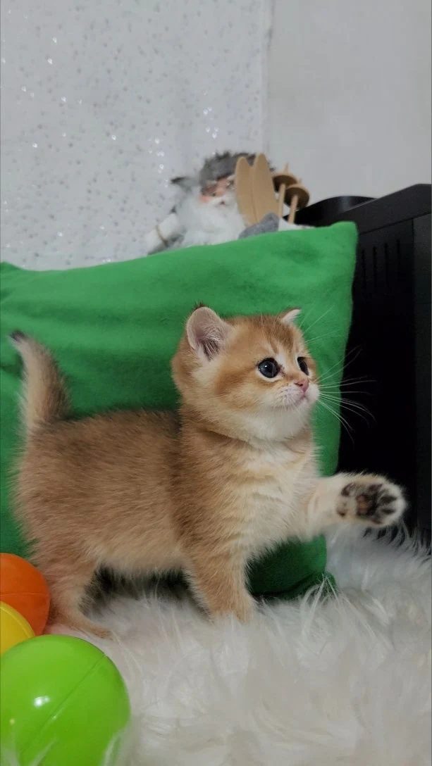 Шотландські кошенята.
