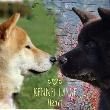 Фото бізнесу Розплідник американських акіт, шиба іну "Large Heart"