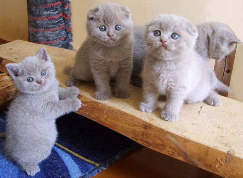 Шотландські кошенята.
