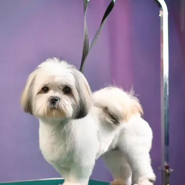 Фото бізнесу Грумінг-салон "Pet L'amour"