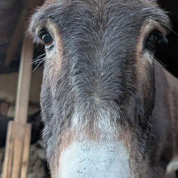 Фото бізнесу Приятели на четири крака