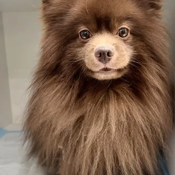 Фото бізнесу Ветеринарна клініка "VETSAVE" | Ветсейв |