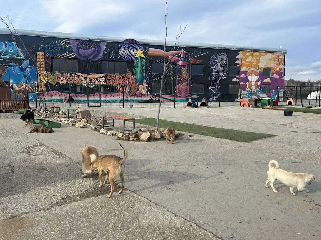 Приют за животни "Lucky Hunt City" — фото 3