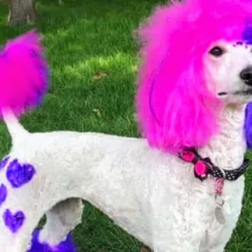 Фото бізнесу Грумінг-салон "BarberDog"