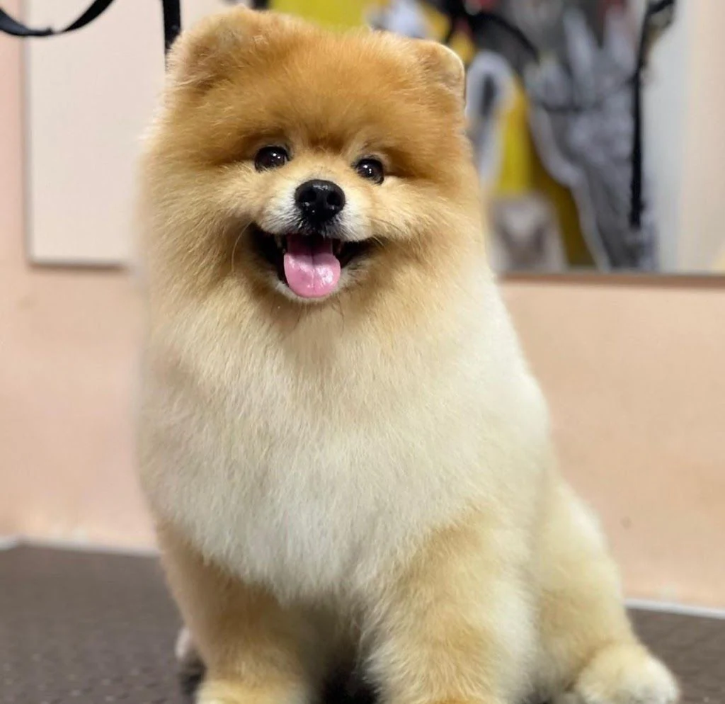 Грумінг-салон "BarberDog" — фото 2