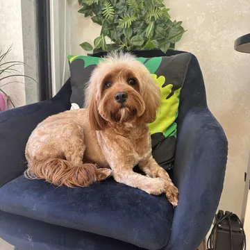 Фото бізнесу Груминг салон "Jigullett Grooming Salon"